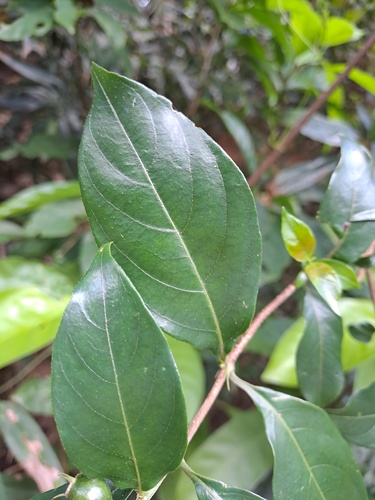 Mussaenda pubescens, photograph 4