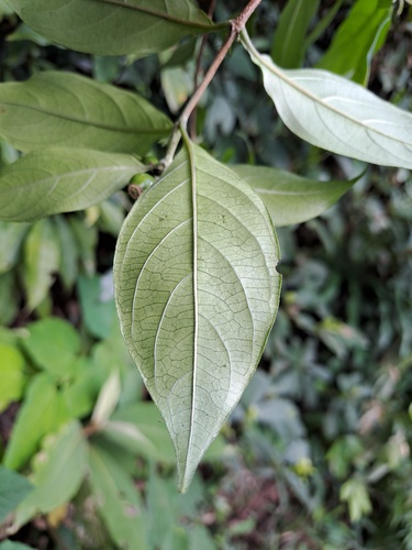 Mussaenda pubescens, photograph 5