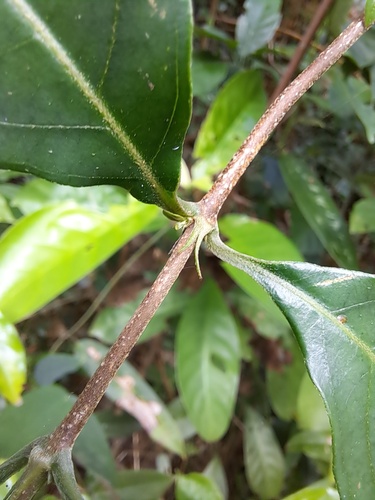 Mussaenda pubescens, photograph 6