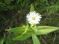 Stellaria radians