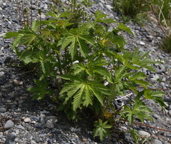 Filipendula palmata
