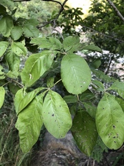 Vitex obovata wilmsii