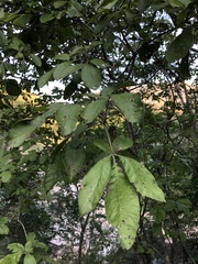 Vitex obovata wilmsii