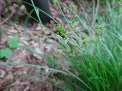 Carex muricata pairae
