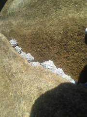 Nodilittorina pyramidalis