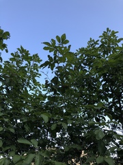 Vitex obovata wilmsii