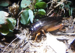 Gymnogryllus