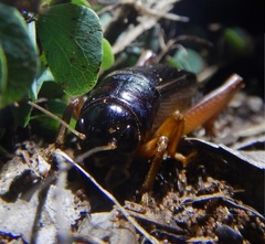 Gymnogryllus