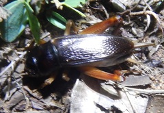 Gymnogryllus