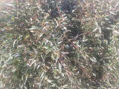 Hardenbergia violacea