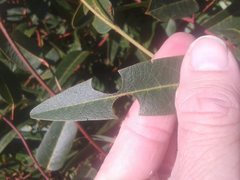 Hardenbergia violacea