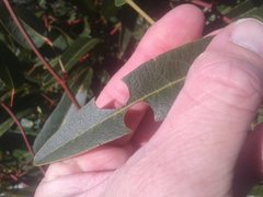 Hardenbergia violacea