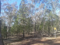 Callitris endlicheri