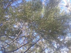 Callitris endlicheri