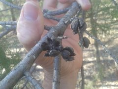 Callitris endlicheri