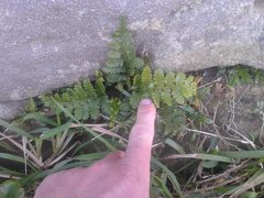 Asplenium difforme