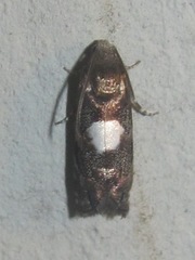 Cydia albimaculana