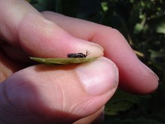 Schizocerella pilicornis