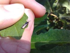 Schizocerella pilicornis