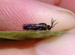 Schizocerella pilicornis