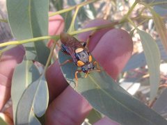 Perga dorsalis