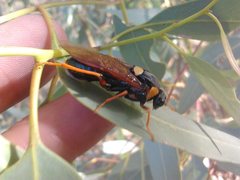 Perga dorsalis