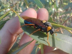 Perga dorsalis