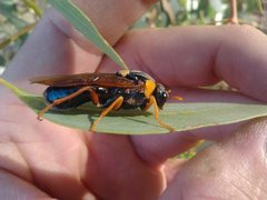 Perga dorsalis