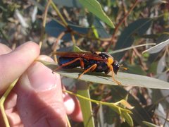Perga dorsalis