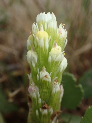 Image of Castilleja ambigua by (c) Cricket Raspet, some rights reserved (CC BY)