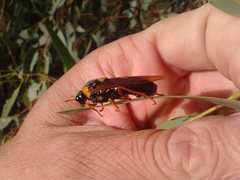 Perga dorsalis