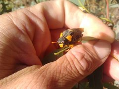 Perga dorsalis