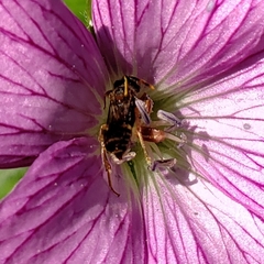 Nomada