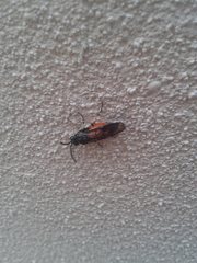 Lophyrotoma analis