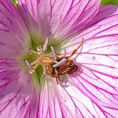 Nomada
