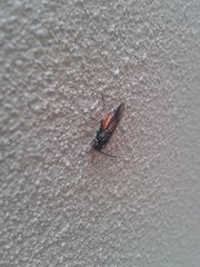 Lophyrotoma analis