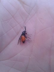 Lophyrotoma analis