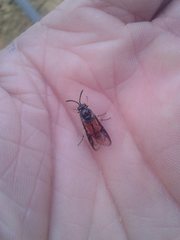 Lophyrotoma analis