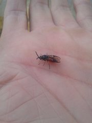 Lophyrotoma analis