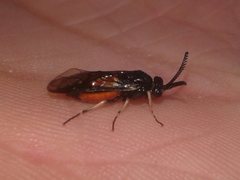 Lophyrotoma analis