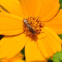 Nomada