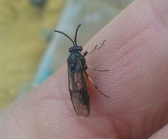 Lophyrotoma analis