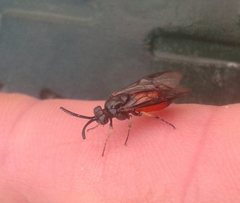 Lophyrotoma analis