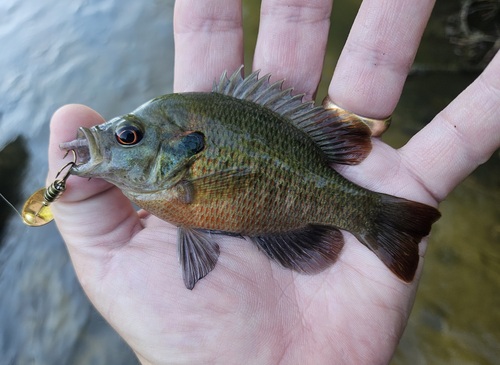 Redspotted Sunfish