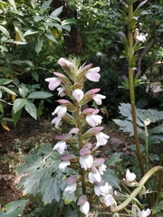 Acanthus