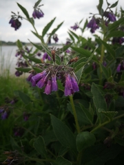 Symphytum officinale