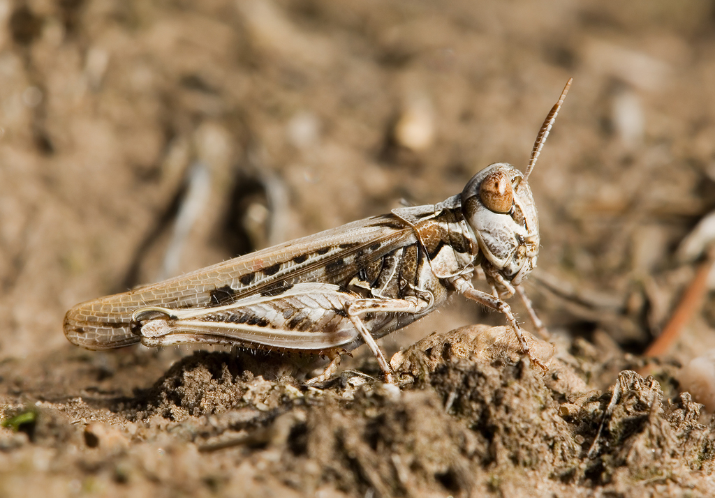 Austroicetes