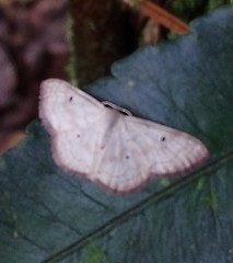 Scopula umbilicata