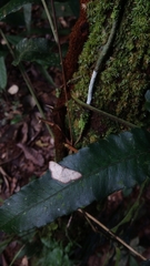 Scopula umbilicata