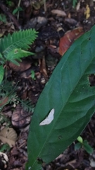 Scopula umbilicata